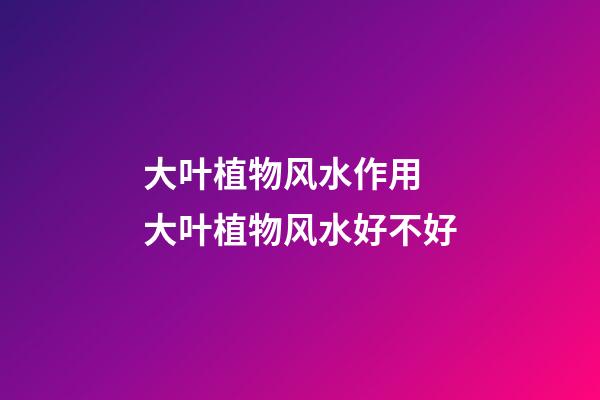 大叶植物风水作用 大叶植物风水好不好